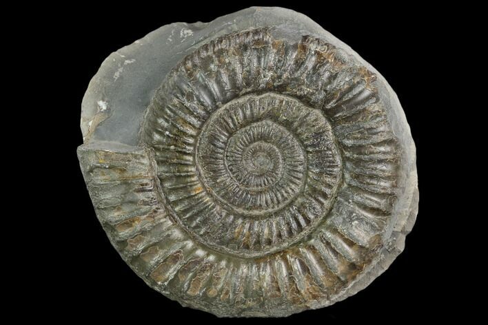 Ammonite (Dactylioceras) Fossil - England #127484